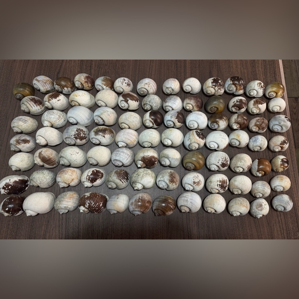 85 Medium Florida Apple Snail Shells Hand Picked&Cleaned Shells